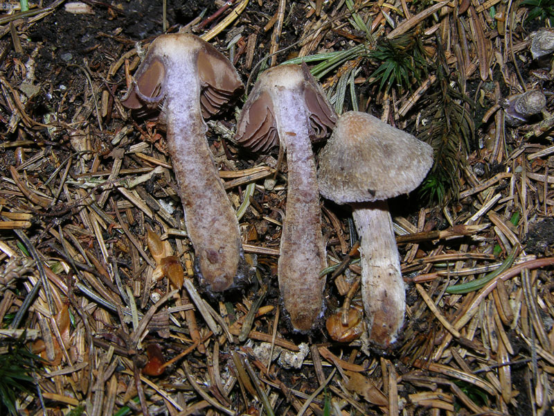 Finalmente qualche Cortinarius ed altro...